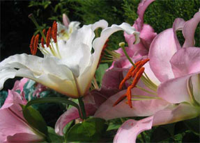 Designed Gardens Trees and Shrubs