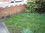 worn out lawn
