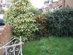Lawns need constant attention  otherwise they can look messy