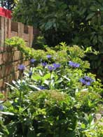 small front garden makeover